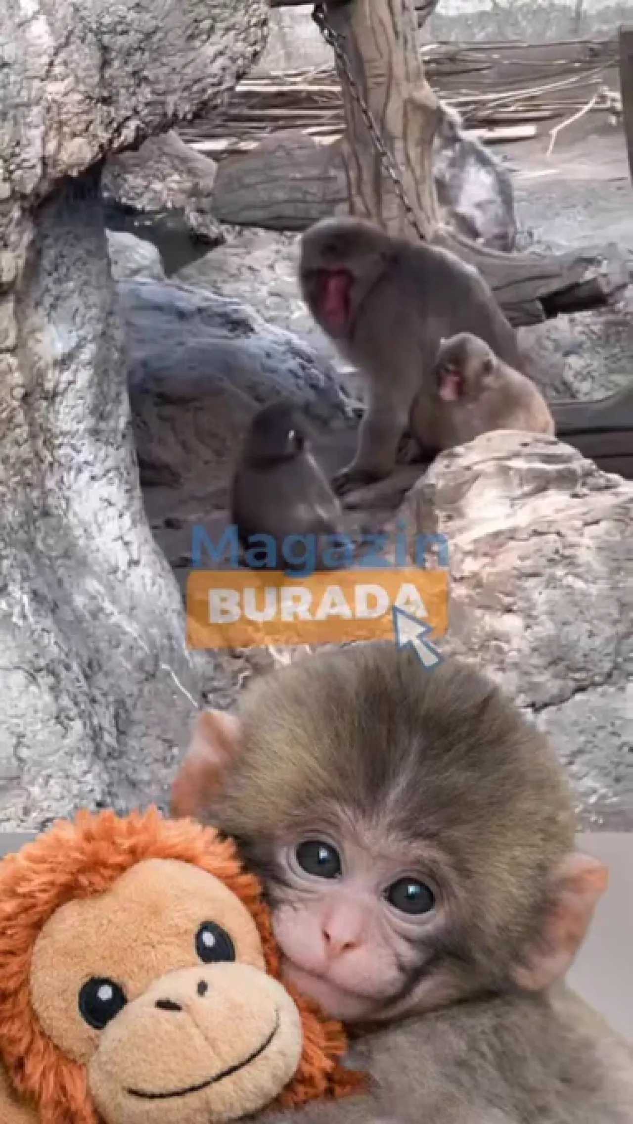 Punch Artık Zorbalığa Geçit Vermiyor: Üzümlü Kekin İsyani!